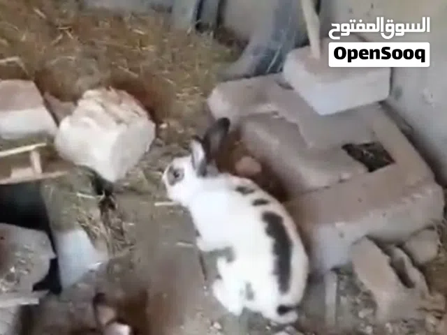 ارانب هجين بابيون
