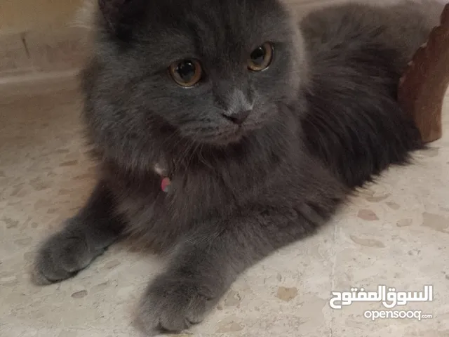 بسه سكتش برتش ماخذه كل المطاعيم عمرها سبع اشهر