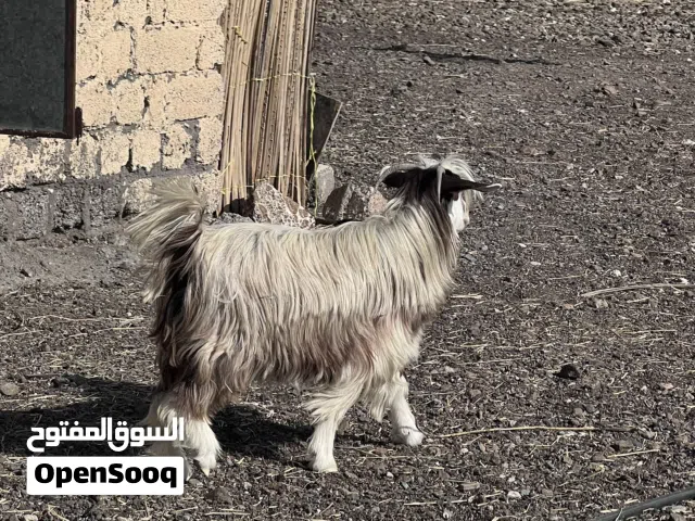 صخله جباليه ود 3 سنوات لي يبغى اضحيه للعيد متوفر نقل