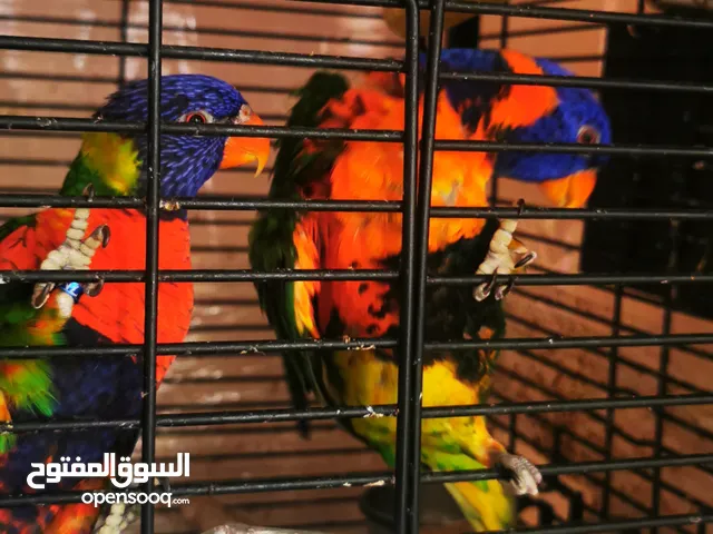 Lorikeet pair