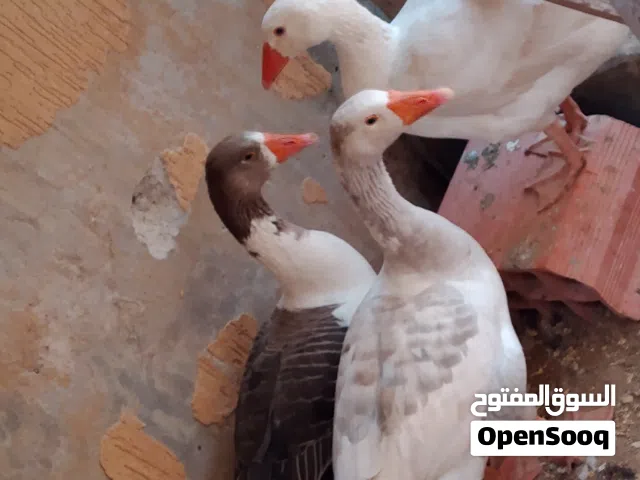 3 وزات للبيع تاجوراء نظاف