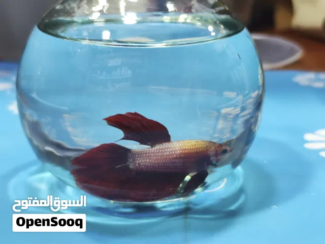 سمك الفايتر الملكي بألوانه المميز الفايتر الملكي وصل بأجمل ألوان