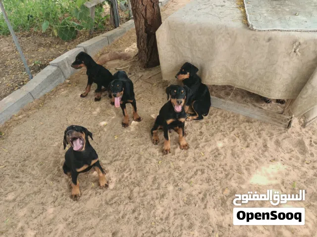 Champion American  Dobberman puppies with heaving bone structure