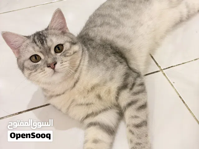 قط للتبني مجانا السبب السفر السعر المذكور فقط عشان انشر ولكنه لتبني مجاني
