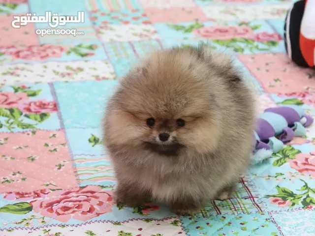 كلاب بومرينيان للتبني في أبو ظبي : جميع الأعمار : كلاب صغيرة