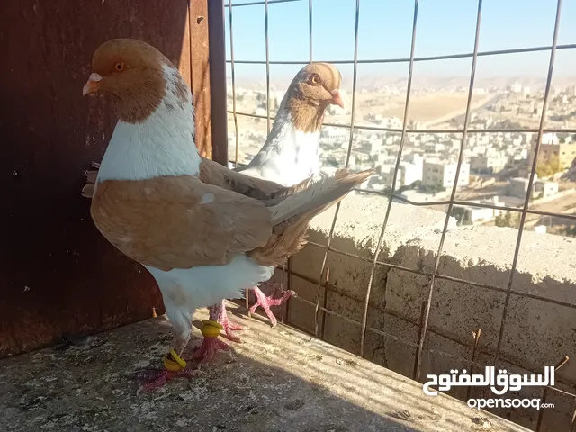 متاح بالصلاة على النبي جوز سيكيات صفر شغالات ومكفولات