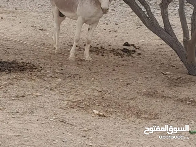 للبيع حمار احمر