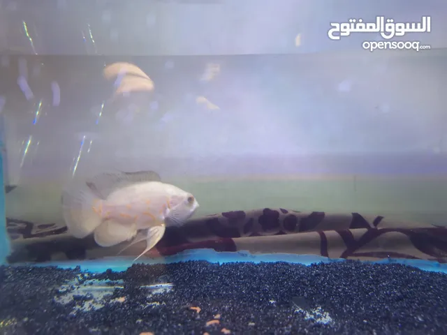 oscar fish