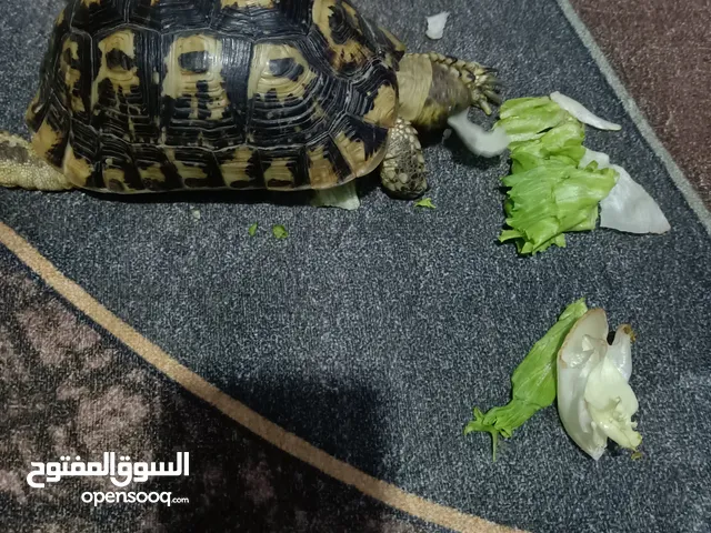 سلحفاه يونانى ما شاء الله عليها