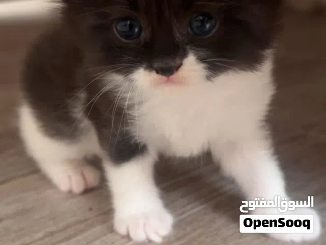 كتنز شيرازي