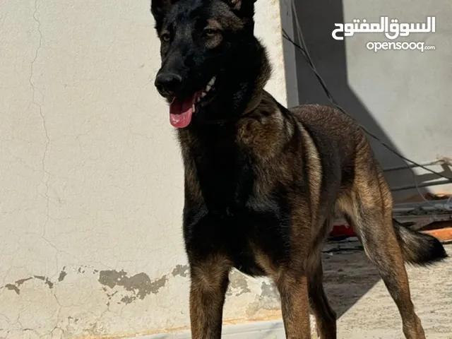 كلب مانيلوا