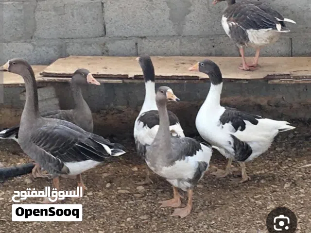وز بلدي للبيع