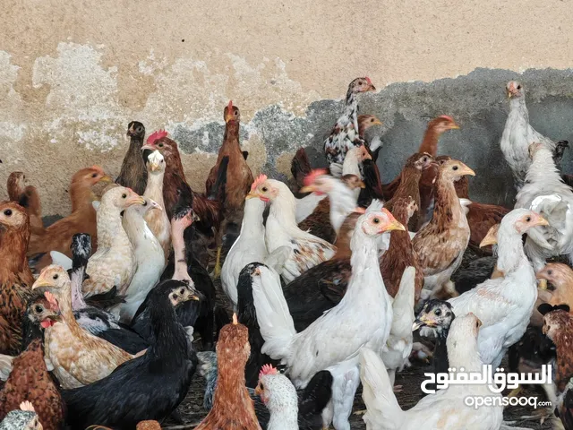 دجاج عماني مهجن مع فرنسي عمر 4 شهور