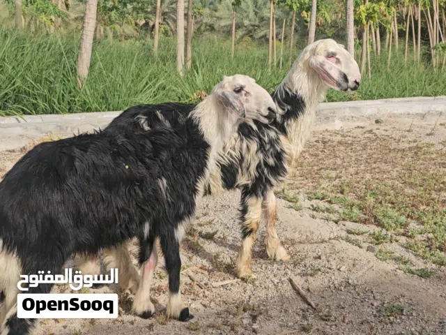 متبقي كبش واحد سمين