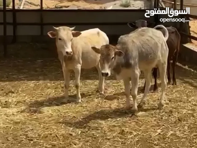 أبقار في الإمارات : حيوانات : السوق المفتوح