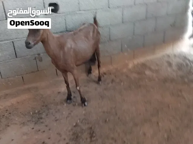 عنز فرنسية