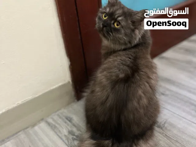 قطط شرازي للبيع
