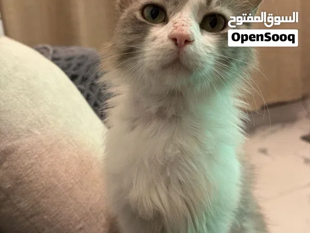 قط ذكر معقم للتبني الخيري