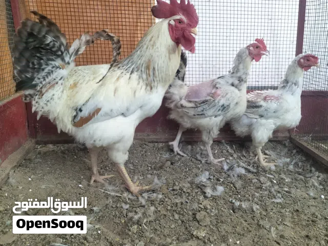 دجاج فرنسي