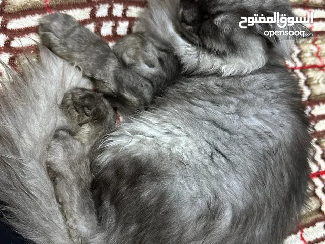 قطه صغيره عمرها 5 اشهر