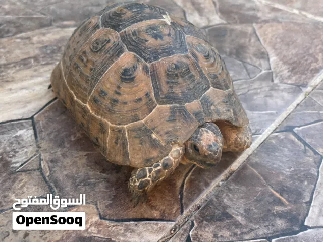 سلحفاة بريه بحجم متوسط وحاله ممتازه