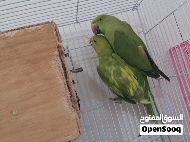 ببغاء دره  اخضر