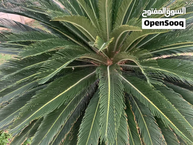 شجر زينة عمر 10 سنوات