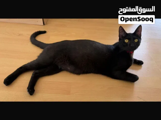 لتبني اليف جداً خصي