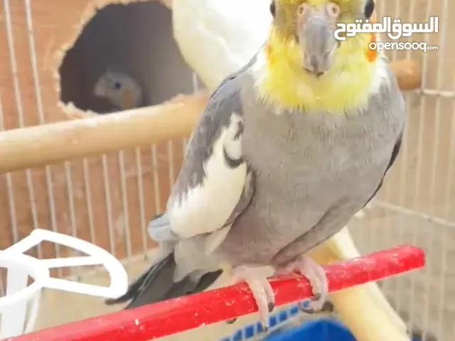 جوز كوكتيل مع فراخ للبيع