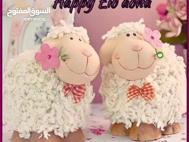 اكسسوارات بنات و ولاد حظاظات