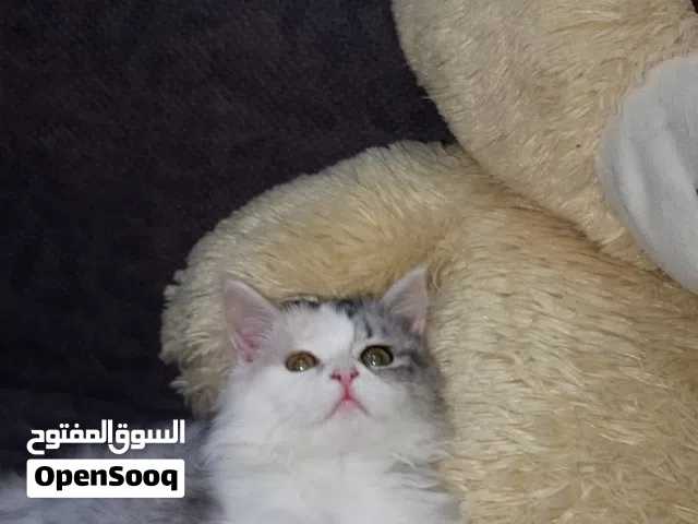 بنغال  نطيفه الون جميل