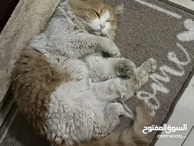 قطو ذكر مقطوط بالشارع للتبني