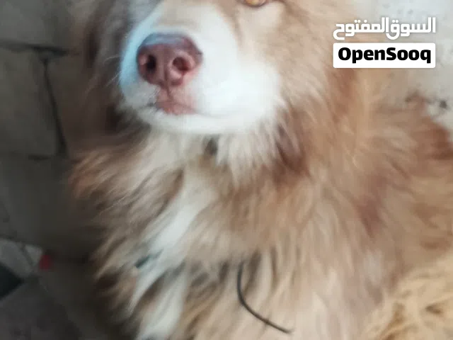 كلبين هاسكي مالموت للبيع او للبدل القراء باقي الاعلان