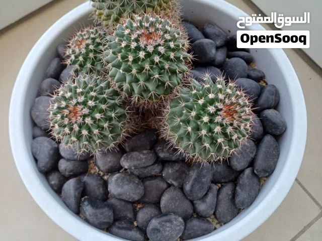 Cactus  صبار