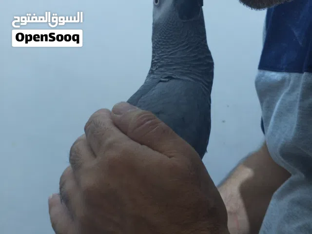 ببغاء كاسكو افريقي محلق حلقه حمره 23 الشهر الخامس دبل سوبر جامبو