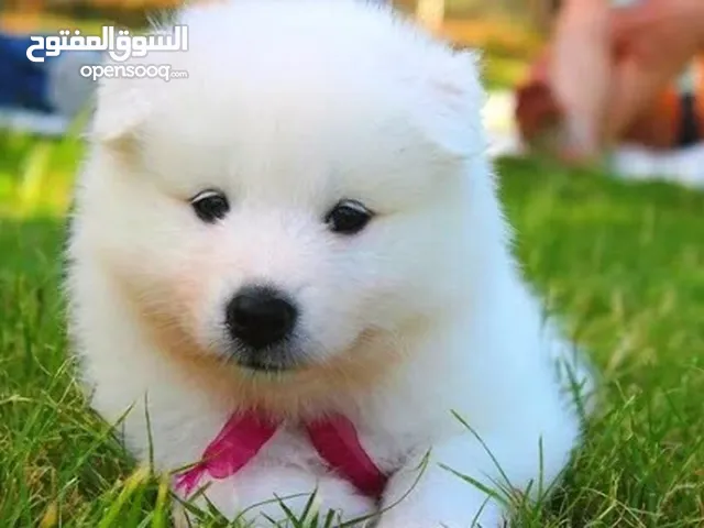 جراو صاموايد للبيع