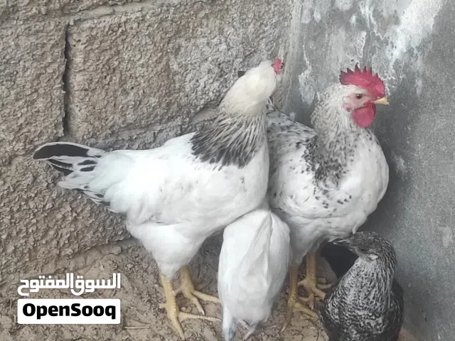 السلام عليكم ورحمه الله وبركاته  2 ديوك البيع خالي من الأمراض  1 دجاجه فرنسيه  1 دجاجه عربيه