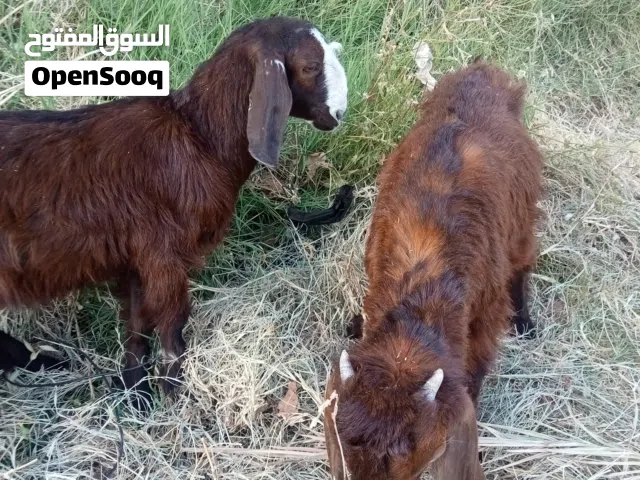 جديان للبيع