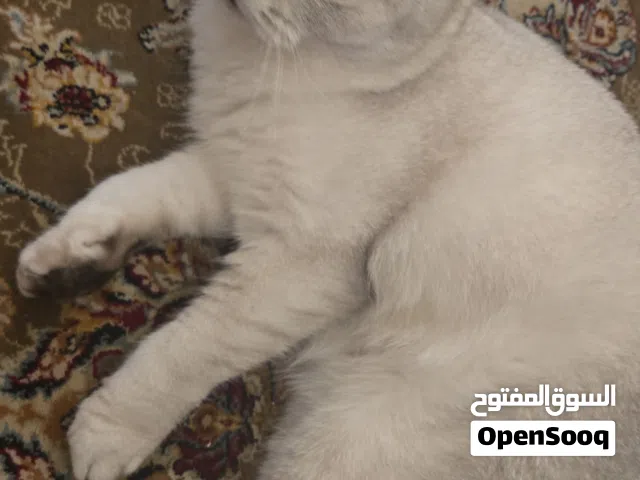 قطة للتزاوج سكوتش فولد.