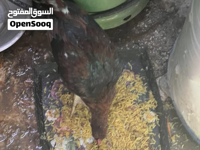 ديج شمسي عمر 7اشهر