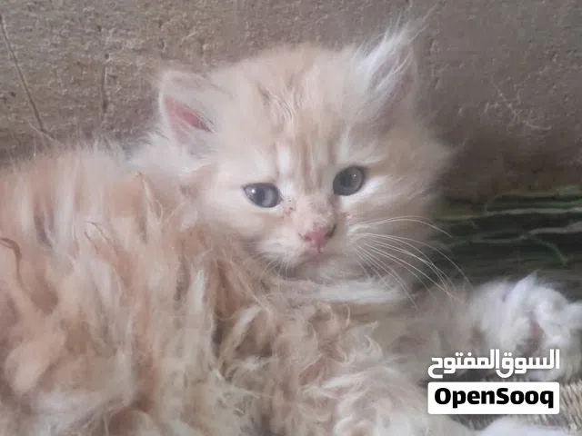 للبيع 5قطط نوع هملاياشيرازي اعمارهن شهركلهن بصحه جيدة ياكلن ومتعلمات عالتربوكس 3لون اصفرو2 لون ابيض