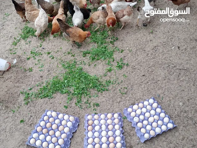 بيض عربي ملقح