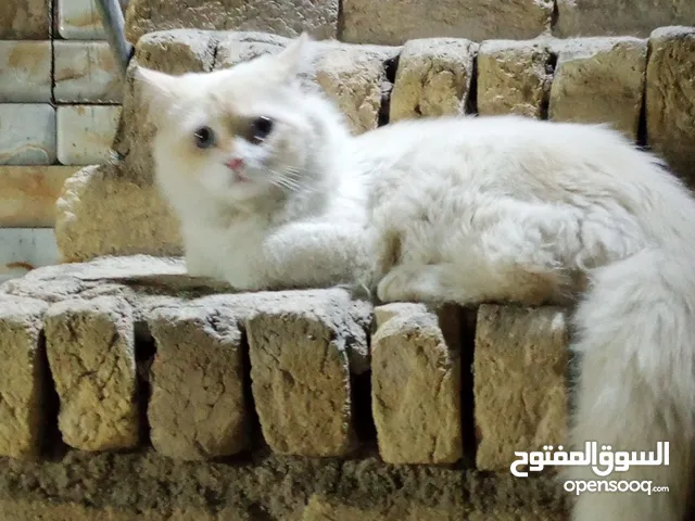 بزونه للبيع