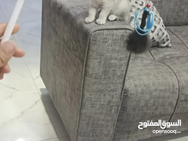سكوتس ستريت ذكر وانثى  الانثى البيضه والذكر السكني ماخدين حبه الدوووود‪