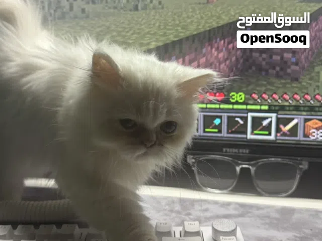 قط ذكر خالي من اي امراض