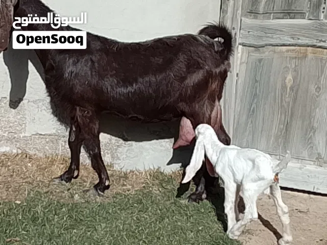 عنز هجين لاقوه إلا بالله السن اول جمع والده جدي تبارك الله في الحليب درجه اولي