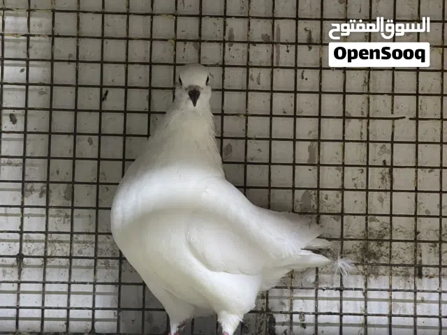 جميع الطيور للبيع