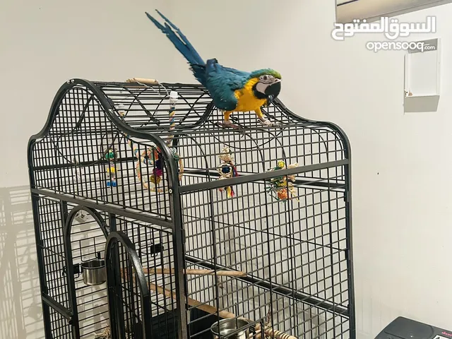 Blue and Gold Macaw (6 months) for Sale