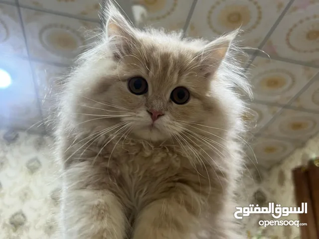 شانشيلا للبيع