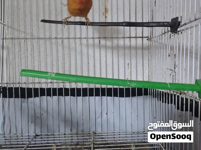 طيره كنارللبيع ام فراخ